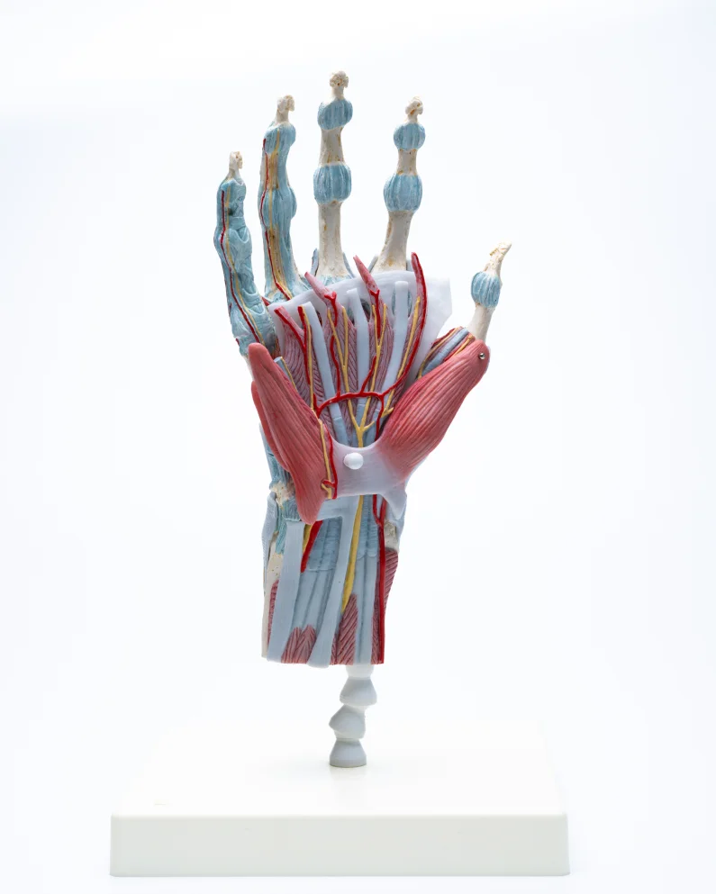 De hand bezit misschien wel het meest ingenieuze stukje anatomie van ons lichaam